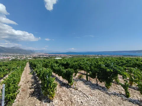 MAGAZIN LOVRO RADELJAK VINO ZAGREB Vinograd_iznad_Kastela