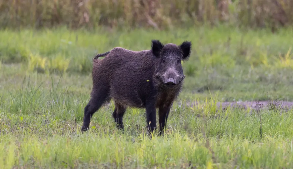 Baranja, 02.10.2025. - Ministarstvo poljoprivrede, šumarstva i ribarstva u četvrtak je izvijestilo kako je radi suzbijanja afričke svinjske kuge (ASK), povećana naknada za odstrel divljih svinja na 100 eura po grlu. Na fotografiji divlje svinje. foto HINA/ tm