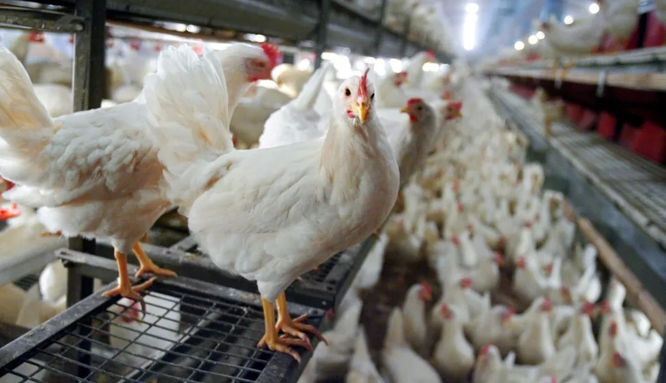 epa00557783 Chickens sit in a chicken farm in Dagmersellen, Switzerland, Friday, 14 October 2005. Friday 21 October 2005, the Swiss gouvernment announced poultry in Switzerland has to be kept inside effective Tuesday 25 October 2005. This is a protective measure against the spreading of the bird flu. EPA/GAETAN BALLY NO SALES, NO ARCHIVES, DATABASE