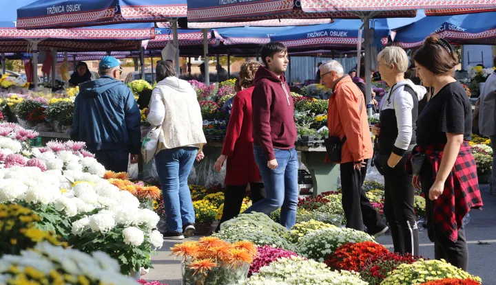 Osijek, 28. 10. 2024, Glavna tržnica na Gajevom trgu. Ponuda cvijeća, krizantema i ostalog cvjeća na tržnici, uoči Svih Svetih.snimio GOJKO MITIĆ