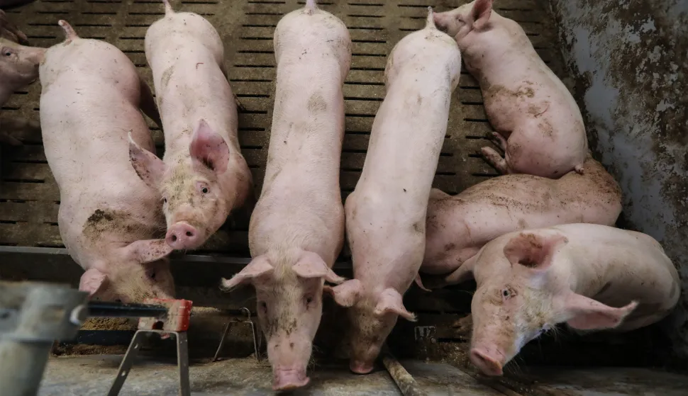 21.07.2020., Bedekovcina, Obiteljsko poljoprvredno gospodarstvo Maria Trbusica, uzgajivaca svinja. Izbor za najbolji Opg Zlata vrijedan"nPhoto: Robert Anic/PIXSELL 