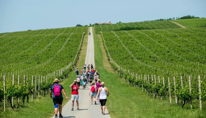 Tri manifestacije, jedna Baranja: Vinatlon, Baranja Wine & Walk i:BRUT (Baranja Rural Trail)