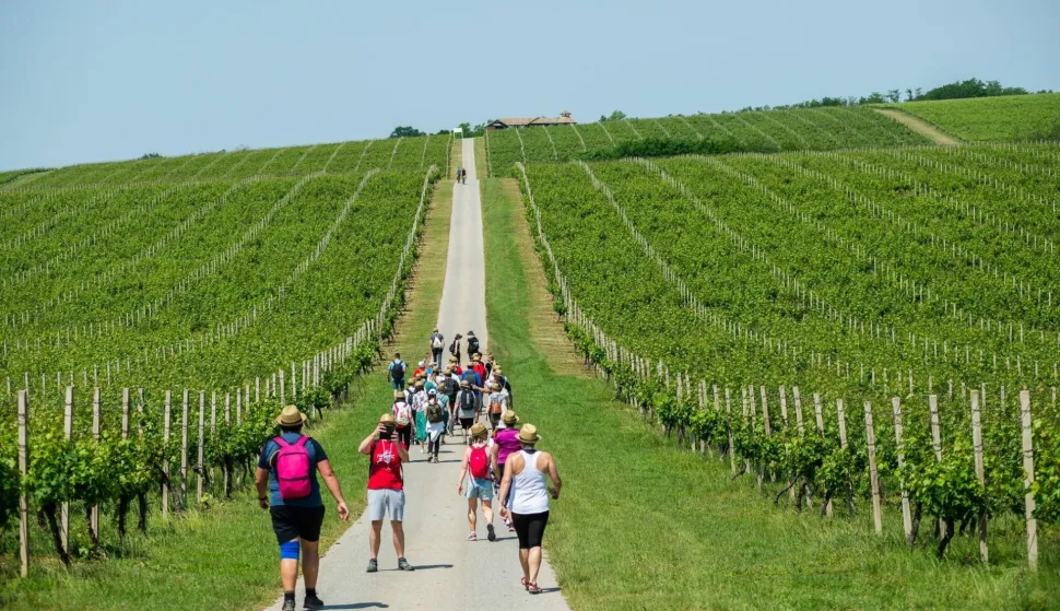 Tri manifestacije, jedna Baranja: Vinatlon, Baranja Wine & Walk i:BRUT (Baranja Rural Trail)
