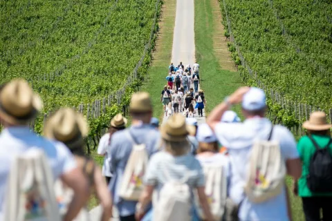 Tri manifestacije, jedna Baranja: Vinatlon, Baranja Wine & Walk i:BRUT (Baranja Rural Trail)