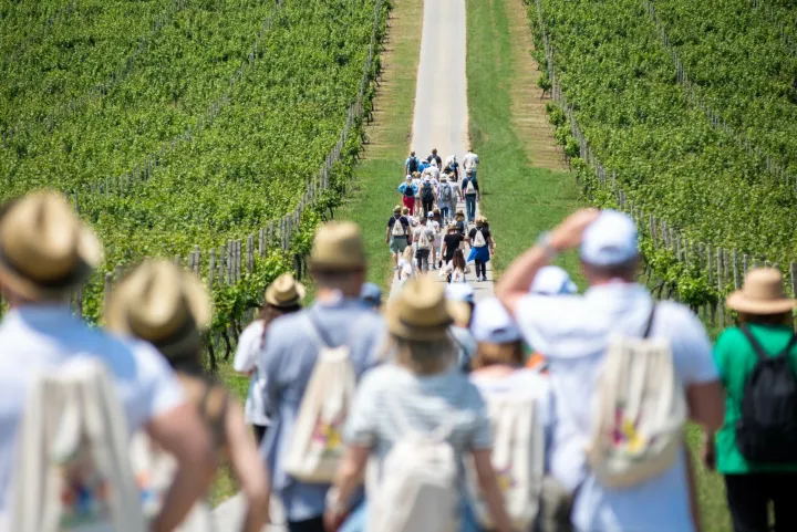 Tri manifestacije, jedna Baranja: Vinatlon, Baranja Wine & Walk i:BRUT (Baranja Rural Trail)
