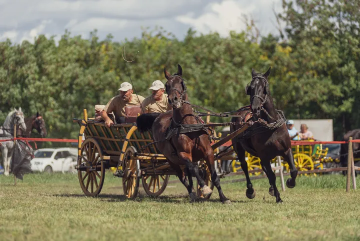 Ivan Gajšek iz Branjinog Vrha vlasnik je 10 lipicanaca i ponija, 2022.