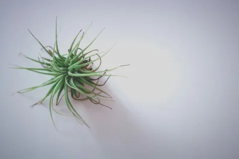 biljka Tillandsia