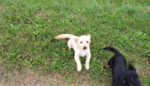 Ovčara, Breznica ĐakovačkaDva psića ostavljena na groblju na OvčariListopad 2025.