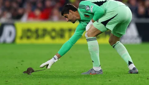 Soccer Football - FIFA World Cup - UEFA Qualifiers - Group J - Wales v Belgium - Cardiff City Stadium, Cardiff, Wales, Britain - October 13, 2025 Belgium's Thibaut Courtois tries to catch a rat that ran onto the pitch during the match Action Images via Reuters/Matthew Childs  TPX IMAGES OF THE DAY Photo: Matthew Childs/REUTERS