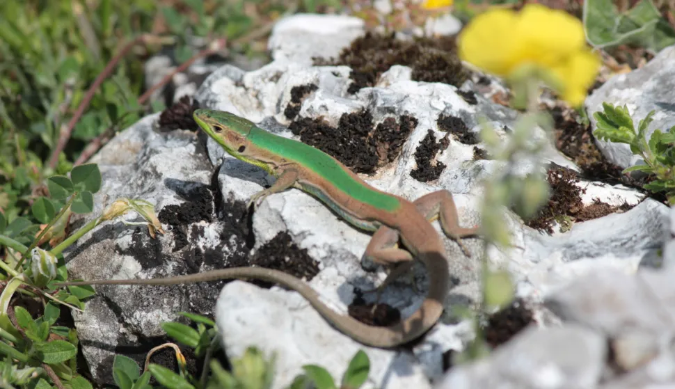 Dan gmazova: Posjetitelji osječkog ZOO vrta moći će upoznati gmazove izbliza