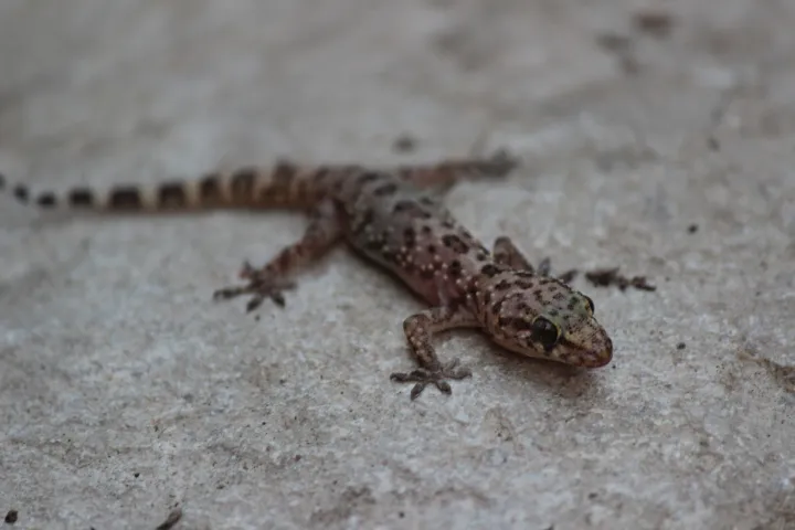 Dan gmazova: Posjetitelji osječkog ZOO vrta moći će upoznati gmazove izbliza