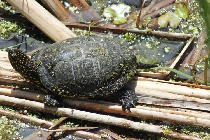 Dan gmazova: Posjetitelji osječkog ZOO vrta moći će upoznati gmazove izbliza
