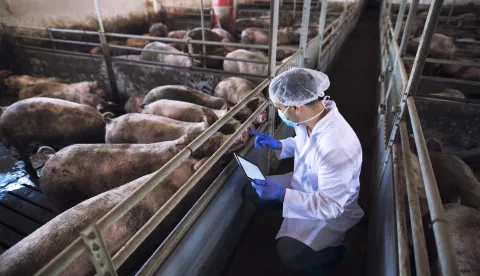 Veterinarian doctor with tablet examining pigs at pig farm.veterinar svinje farma ilustracija freepik
