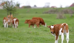 epa12013591 A calf looks on in a meadow of a farm near Belgrade, Serbia, 06 April 2025. Serbian authorities have heightened surveillance and introduced strict preventive measures due to the foot-and-mouth disease outbreaks in Hungary and Slovakia. Although Serbia has not recorded any recent case of the disease, the Ministry of Agriculture, Forestry and Water Management urged farmers and veterinarians to stay vigilant and apply rigorous biosecurity protocols to prevent its introduction and spread. EPA/ANDREJ CUKIC