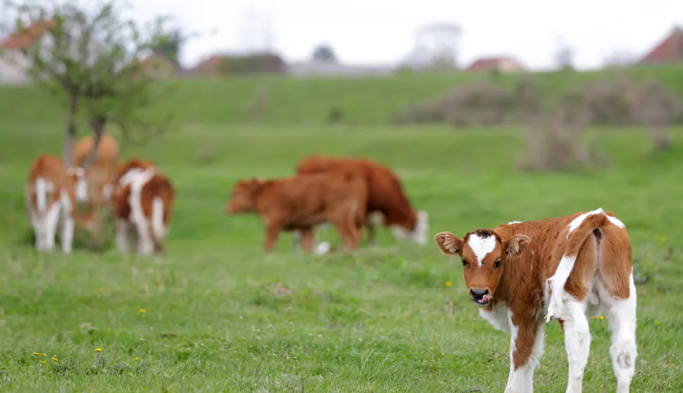 epa12013591 A calf looks on in a meadow of a farm near Belgrade, Serbia, 06 April 2025. Serbian authorities have heightened surveillance and introduced strict preventive measures due to the foot-and-mouth disease outbreaks in Hungary and Slovakia. Although Serbia has not recorded any recent case of the disease, the Ministry of Agriculture, Forestry and Water Management urged farmers and veterinarians to stay vigilant and apply rigorous biosecurity protocols to prevent its introduction and spread. EPA/ANDREJ CUKIC
