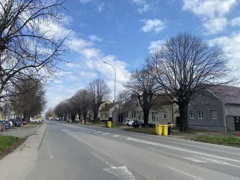 Drvoredi u vinkovačkoj Zvonimirovoj uliciVinkovci, listopad 2025.Ustupljena fotografija