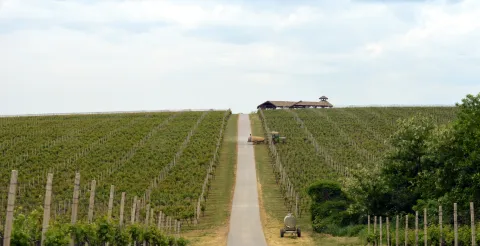 Baranjsko vinogorje: Zavr&scaron;en najveći dio berbe grožđa, očekuju se vrhunska vina