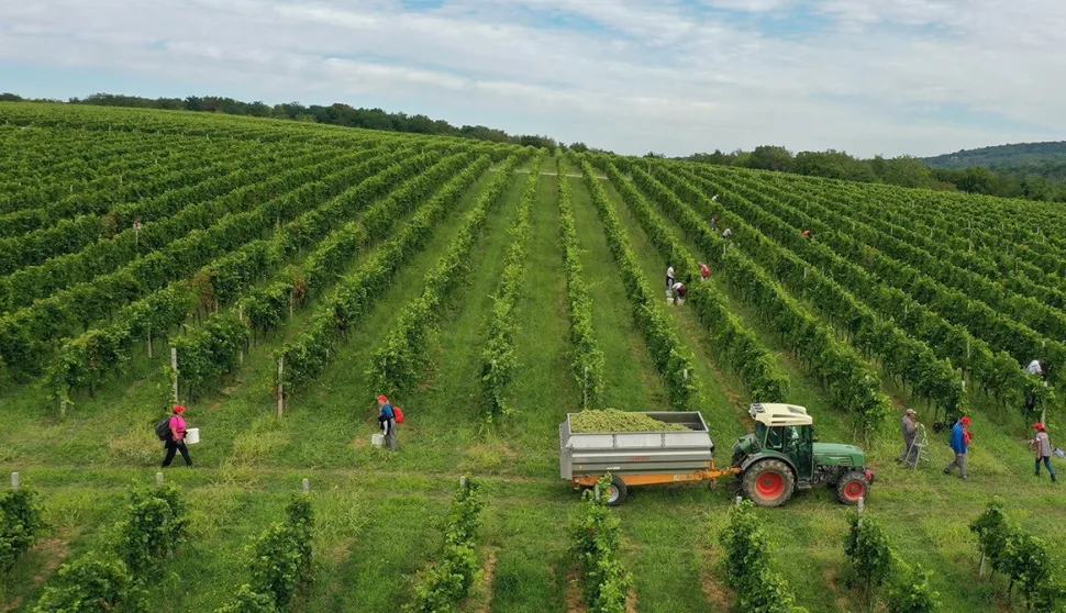 Baranjsko vinogorje: Zavr&scaron;en najveći dio berbe grožđa, očekuju se vrhunska vina