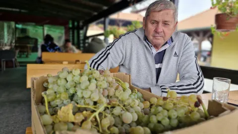 Baranjsko vinogorje: Zavr&scaron;en najveći dio berbe grožđa, očekuju se vrhunska vina
