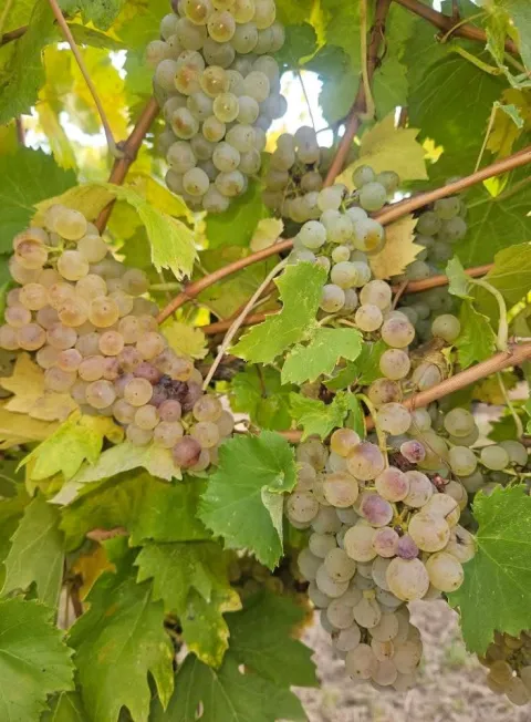 Baranjsko vinogorje: Zavr&scaron;en najveći dio berbe grožđa, očekuju se vrhunska vina