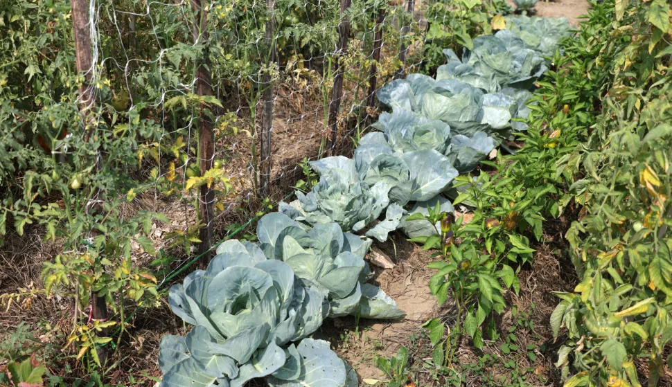 Osijek, 06. 08. 2025., Jug 2, Osječki urbani vrtovi, urbani vrtovi, Udruga Osvrt, poljoprivreda, povrće, voće, uzgajanje, kupus SNIMIO BRUNO JOBST