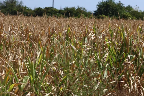 Osijek, 20. 08. 2025, Su&scaron;a, svi poljoprivredi usjevi stradali od su&scaron;e, kukuruz i suncokret najvi&scaron;e... Elementarna nepogoda, klimatske promjene, poljoprivreda.snimio GOJKO MITIĆ
