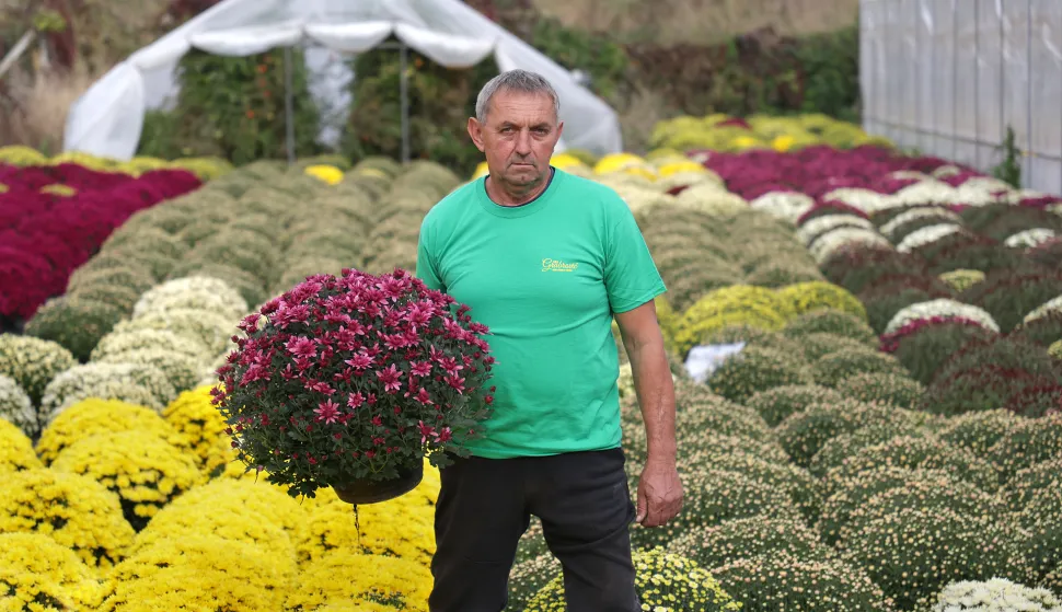 Osijek, 21. 10. 2025., Šandora Petefija 42, OPG Grabrović, Damir Golik, Svi sveti, cvijeće, krizanteme, krizantema, uzgoj cvijeća, uzgoj,  SNIMIO BRUNO JOBST