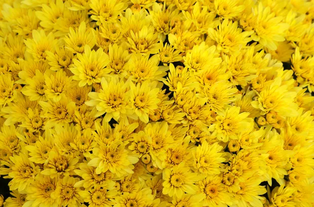 Osijek, 21. 10. 2025., Šandora Petefija 42, OPG Grabrović, Damir Golik, Svi sveti, cvijeće, krizanteme, krizantema, uzgoj cvijeća, uzgoj,  SNIMIO BRUNO JOBST