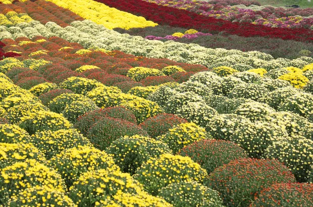 Osijek, 21. 10. 2025., Šandora Petefija 42, OPG Grabrović, Damir Golik, Svi sveti, cvijeće, krizanteme, krizantema, uzgoj cvijeća, uzgoj,  SNIMIO BRUNO JOBST