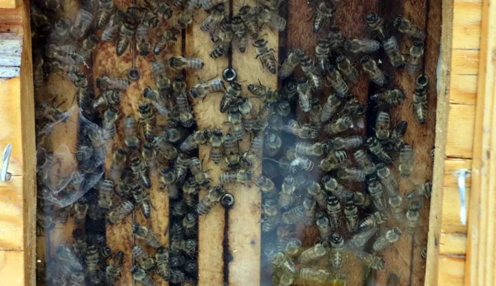 Osijek, 27. 05. 2025, Fakultet agrobiotehničkih znanosti Osijek, FAZOS, Svjetski dan pčela. snimio GOJKO MITIĆ