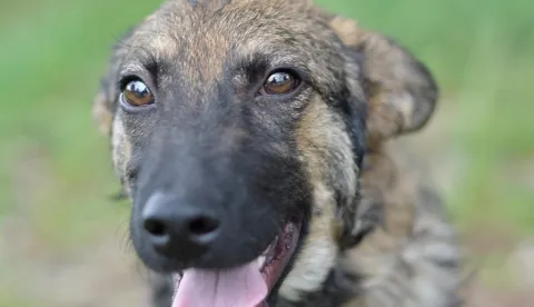 Akcija Udomljavanje je fora, listopad 2025. Pas, azil, napuštene životinje, kastracija