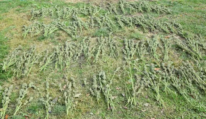 BJELOVAR, 26. listopada 2025. (Hina) - Policija je u petak uhitila 60-godišnjaka iz okolice Čazme, nakon što su policajci tijekom redovnog obilaska dobili informaciju da se na parceli uz obiteljsku kuću uzgaja marihuana, što su obilaskom neograđene parcele i potvrdili.