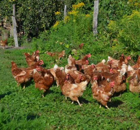 ekološka proizvodnja jaja Forgić Josipovac