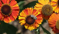 Osijek, 16. 06. 2025., Zimska luka, Ribarska ulica, Jure Smajić, krajobrazni arhitekt, cvijeće, biljke, cvijetne nasade, zelenilo, UNIKOM, pčela; cvijet SNIMIO BRUNO JOBST