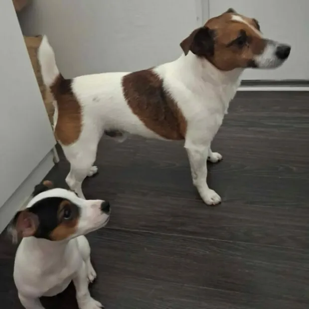 U domu ga je dočekalo iznenađenje - još jedan pas