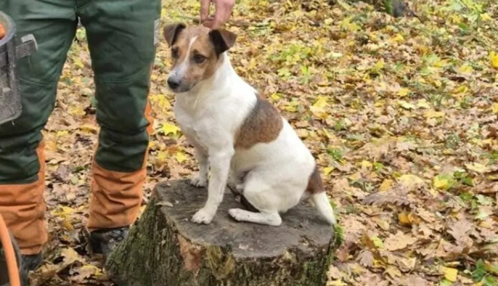 Maksa je pronašao šumar kod Našica