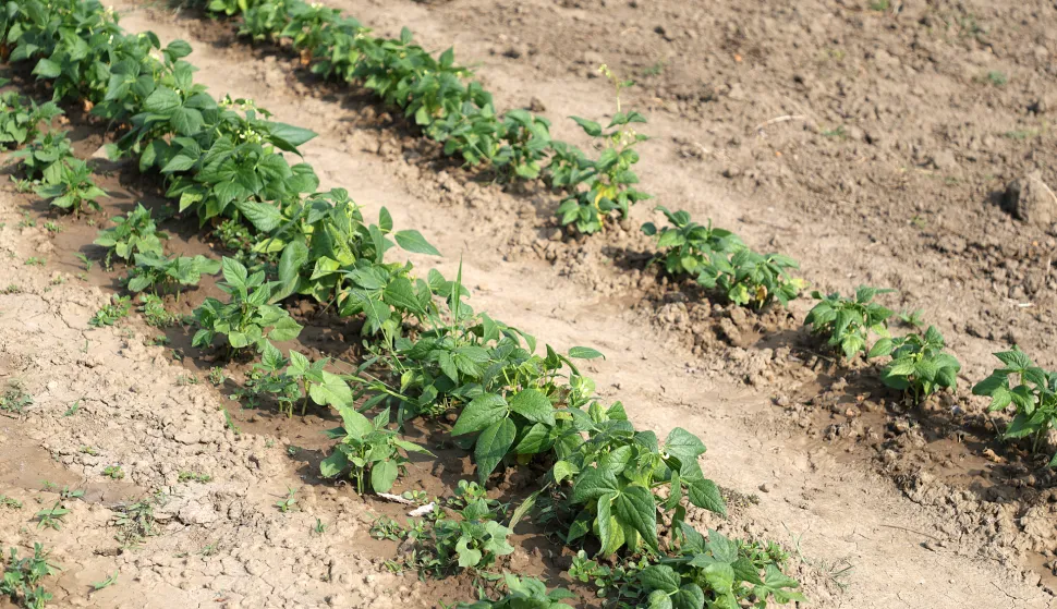 Osijek, 06. 08. 2025., Jug 2, Osječki urbani vrtovi, urbani vrtovi, Udruga Osvrt, poljoprivreda, povrće, voće, uzgajanje SNIMIO BRUNO JOBST