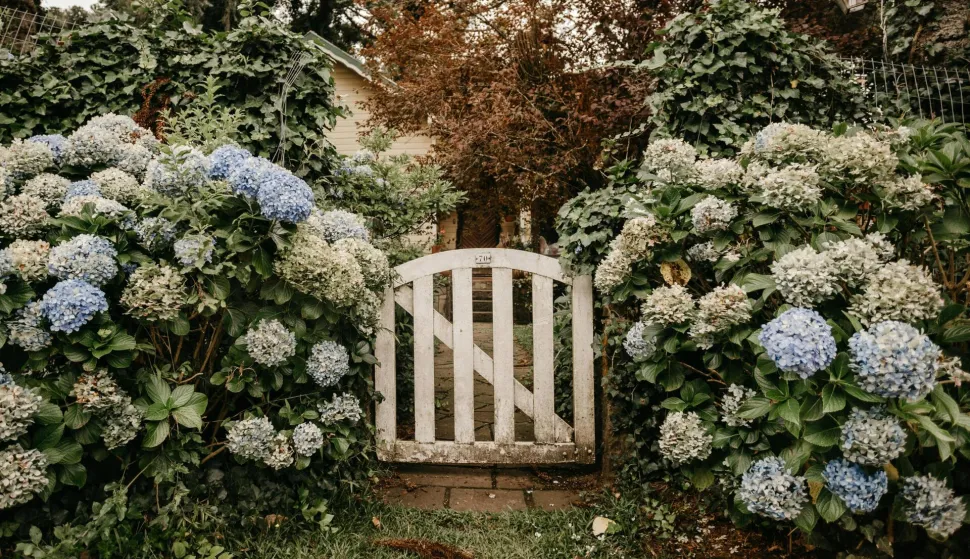 hortenzija hortenzije
