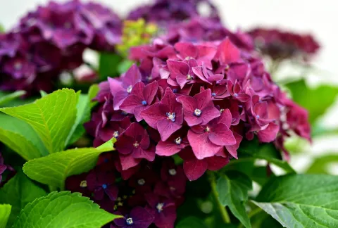 hortenzija hortenzije