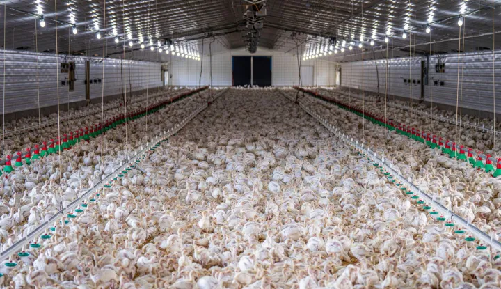 PERAD FARMA KOKO&Scaron;I