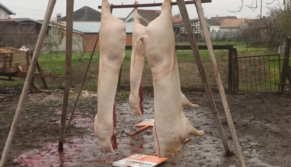 Zbog straha od ASK-a na području Đakovštine već počele svinjokolje, tjednima prije 29. 11.