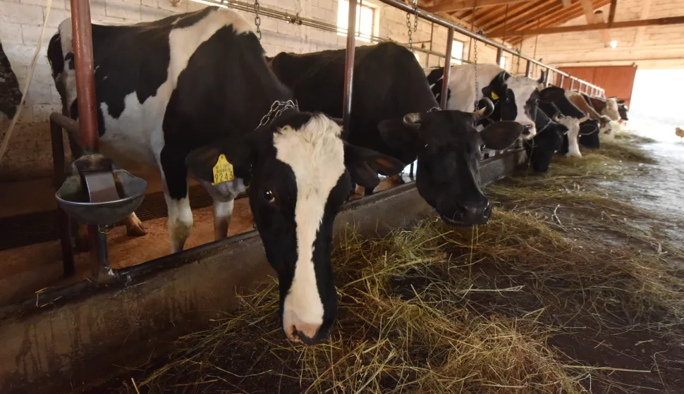 04.03.2016., Markovac - Jedan od najvecih proizvodjaca kravljeg mlijeka Milivoj Manojlovic iz Markovca, Opcina Biskupija, nije zadovoljan niskom otkupnom cijenom mlijeka koja je u Hrvatskoj jako mala. rPhoto: Hrvoje Jelavic/PIXSELL
