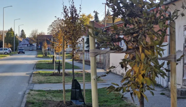 Ozelenjivanje Belog Manastira: Sadit će 600 sadnica javora, graba, lipe...