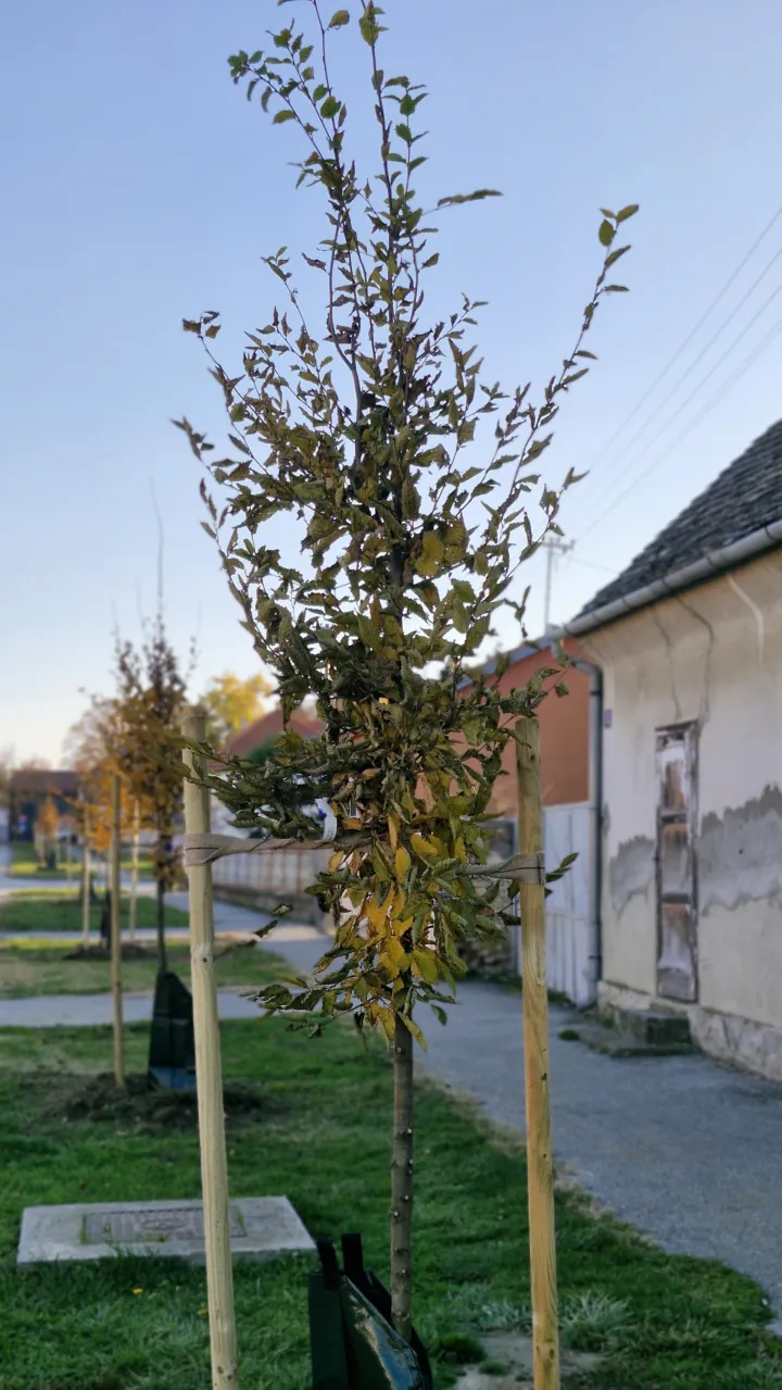 Ozelenjivanje Belog Manastira: Sadit će 600 sadnica javora, graba, lipe...