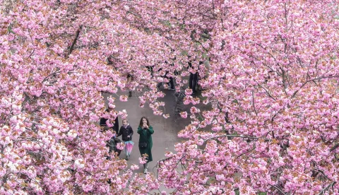 GERMANY-BERLIN-CHERRY BLOSSOM (210502) -- BERLIN, May 2, 2021 (Xinhua) -- People enjoy their time beneath blooming cherry blossom trees in Berlin, capital of Germany, on May 2, 2021. (Xinhua/Shan Yuqi) Shan Yuqi Photo: XINHUA/PIXSELL
