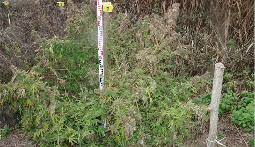 Plantaža marihuane otkrivena kod Đakova