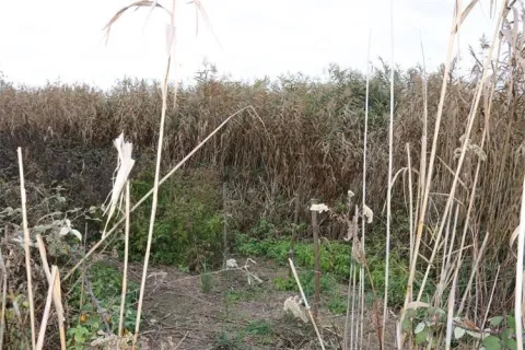 Plantaža marihuane otkrivena kod Đakova