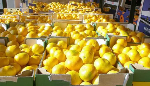 ?Udruga Dani Neretve u Zagrebu, podjela Mandarina, Drenovci, mandarina, mandarinka, mandarinke, mandarine,11. listopada 2014------3 st color ekonomija