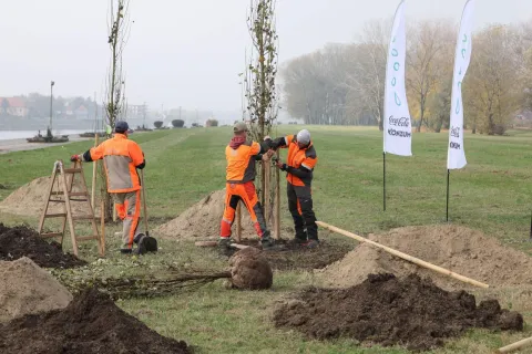 Sadnja novih stabala uz Dravuosijek, 13. studenoga 2025.Foto: Grad Osijek