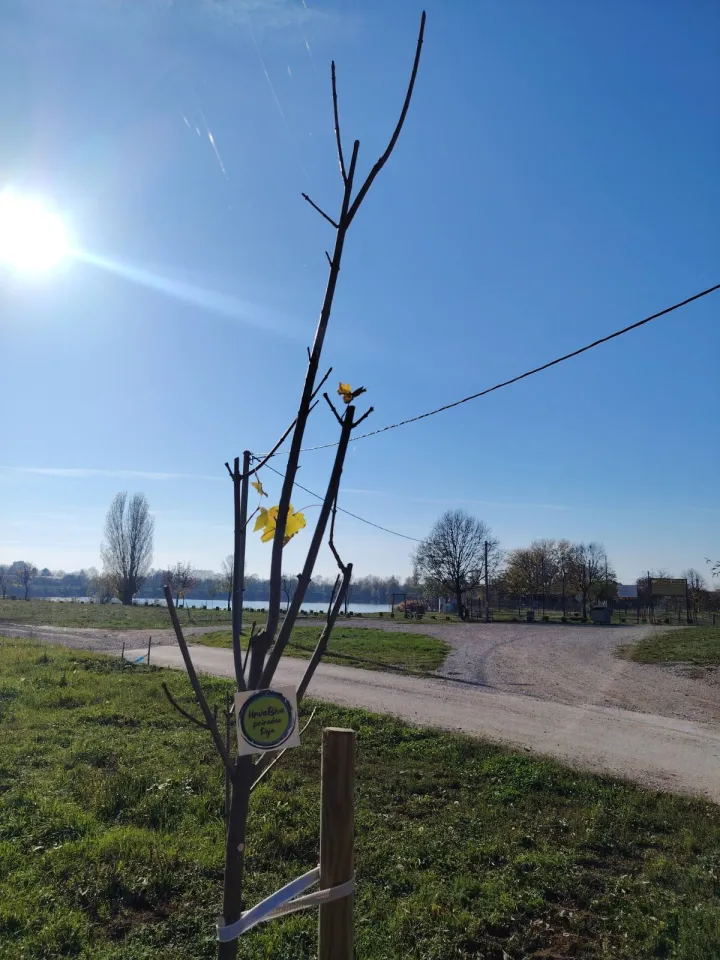 Vinkovic, kupalište Banja, posađeno pet sadnica javora i pet sadnica lipe